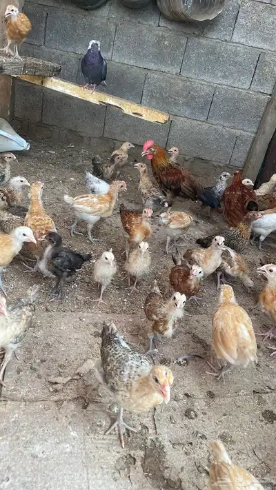صيصان فروخ دجاج بلدي محصن 100 1
