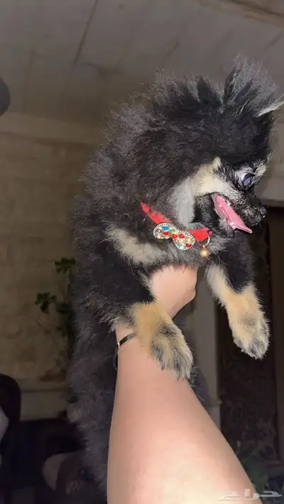 كلب بومرينيان انثى 3