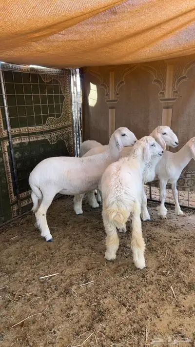 2 خرفان و3 رخال حريات طيبات 1