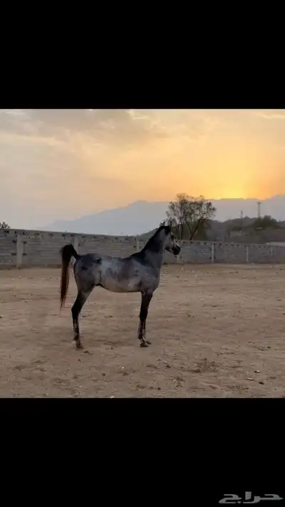 خيل شعبي فاخر 0