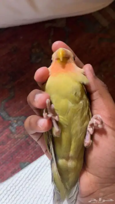 بغباء روز للبيع 2