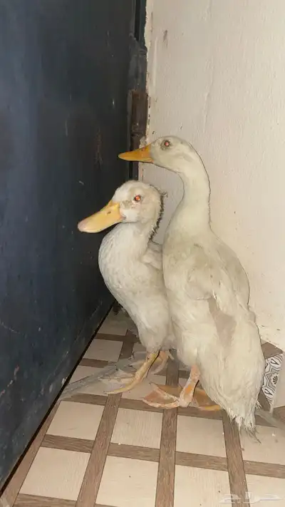 بط للبيع 150  الاخير 2