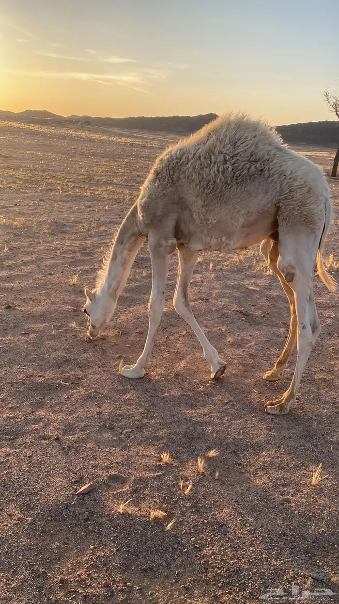 قعود اوضح 3