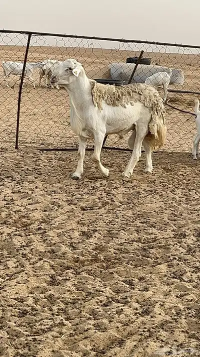 فحل حري صنف الصنف 3