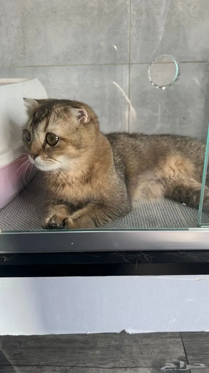 قطط سكوتش فولد للبيع 0