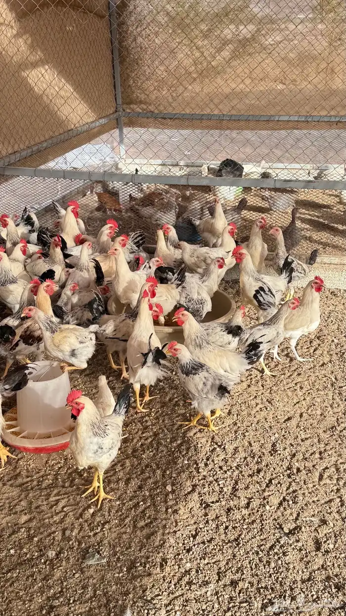 ديكه بلدي 1