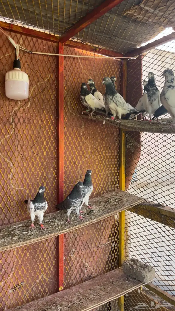 حمام باكستاني 2