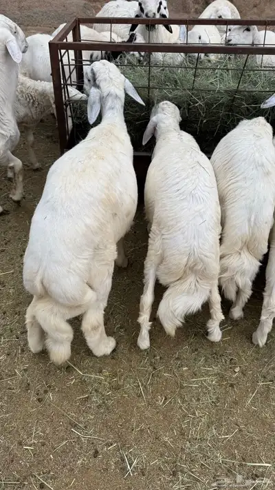 للبيع خرفان مناسبات 1