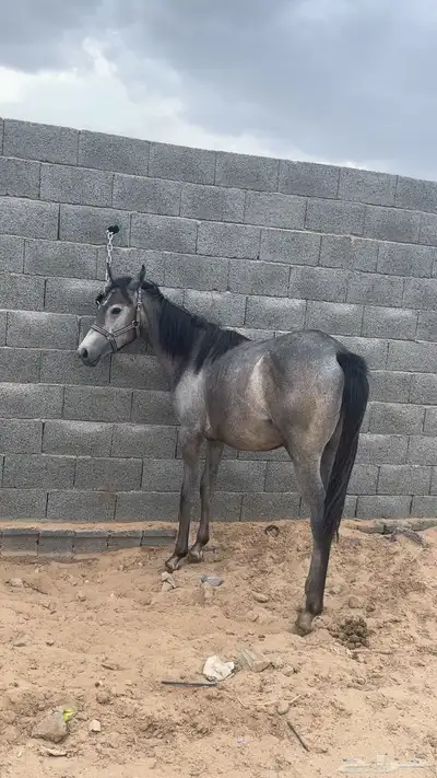 مهره 3