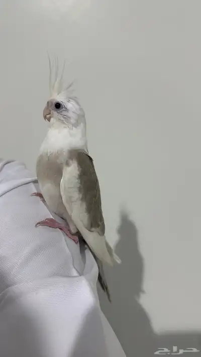 بغبغاء كروان مفقود 0