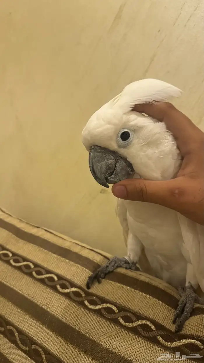 بغبغاء كوكاتو امبريلا للبيع 0