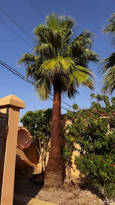 2 نخل امريكي 2