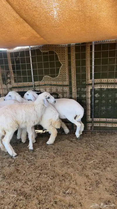 2 خرفان و3 رخال حريات طيبات 0