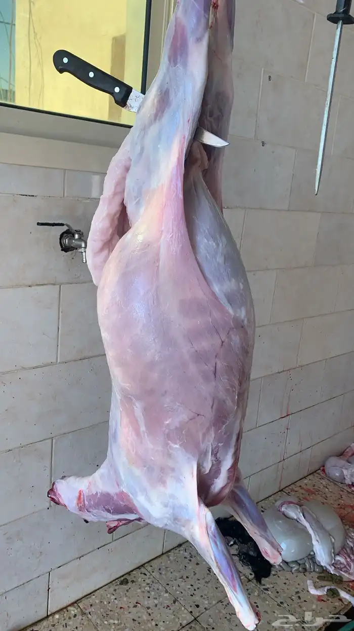 ذبايح الرس 2