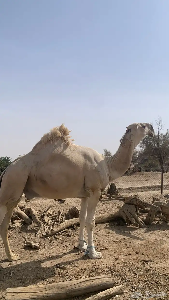 بعير كفو 4