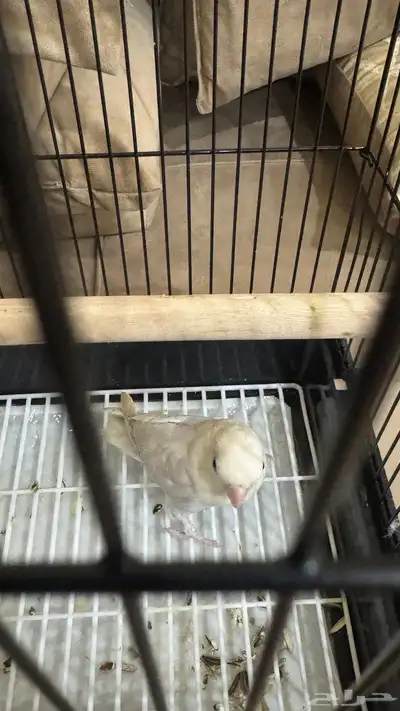 للبيع ببغاء روز نص ولافه لون مميز جدا 1
