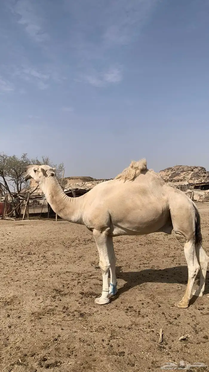 بعير كفو 5