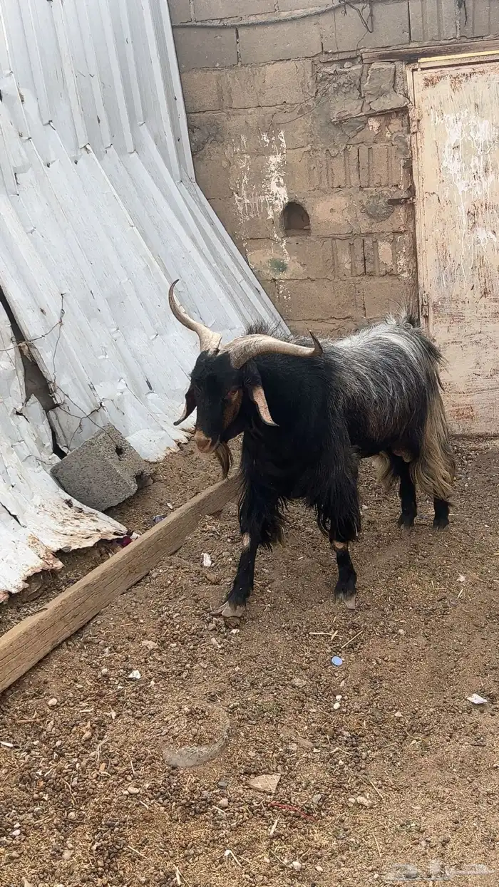 تيس فحل ماشالله تبارك الله مشروط من جميع العذاريب لصامل فقط 2