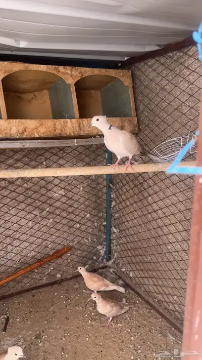 قماري هولندي 1