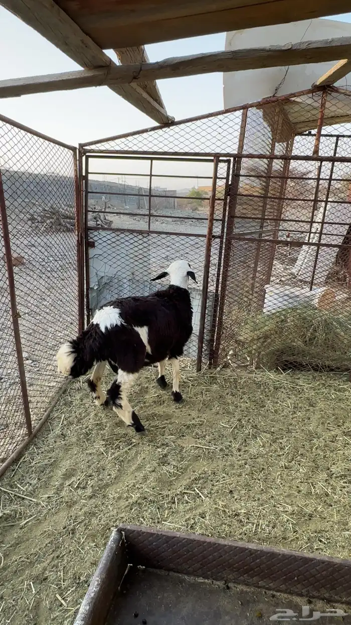 طلي جبر فوق 7 شهور تم البيع 2