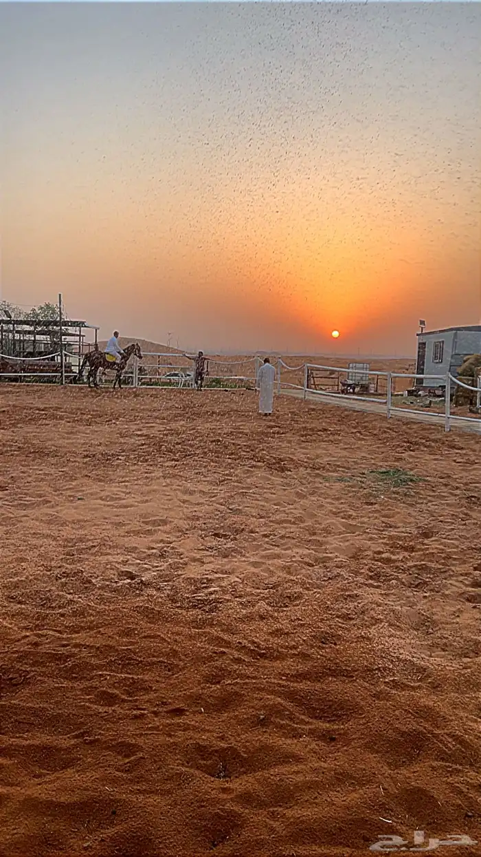 مربط شام الأصيل إيواء وتأجير وتدريب 1