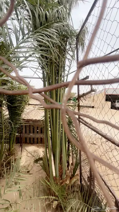 نخل اناثي من غير خلع لعدم الخبره في خلعه 0