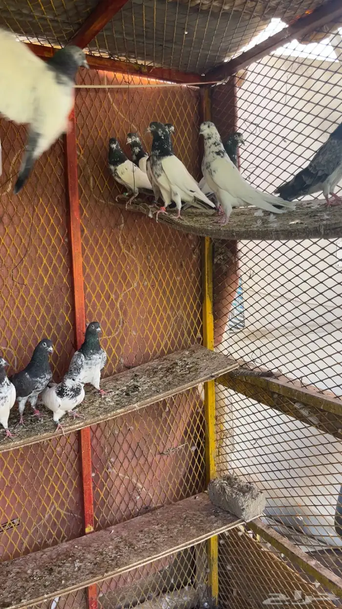 حمام باكستاني 3
