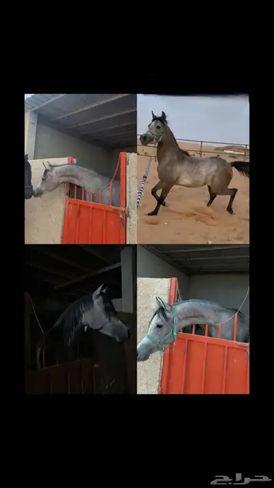 مهر واهو اقبل بدل بحصان 0