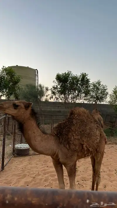حاشي عمره 8 اشهر 2