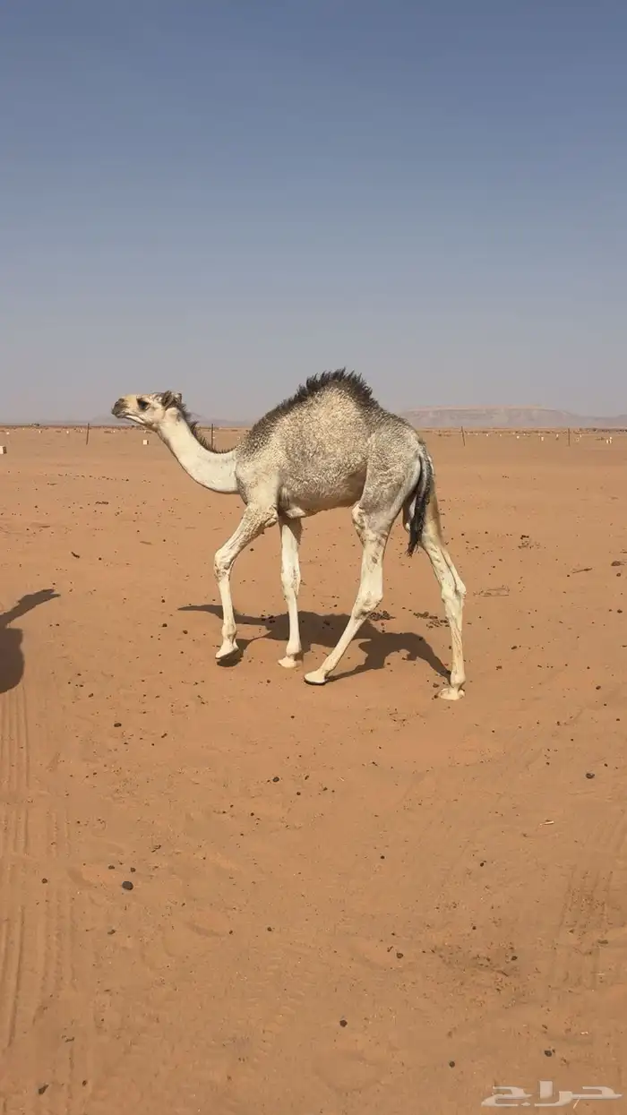 حاشي طيب 0