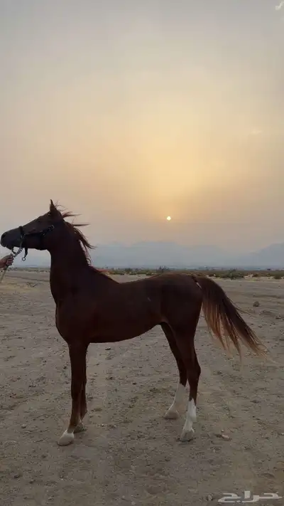 حصان شعبي 2