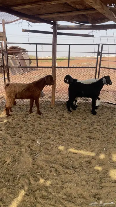 تيوس طيبه 2