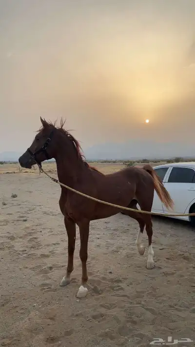 حصان شعبي 3