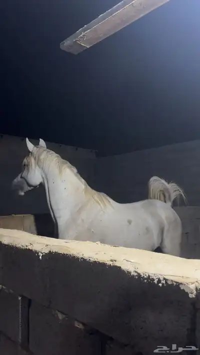 حصان شعبي 4