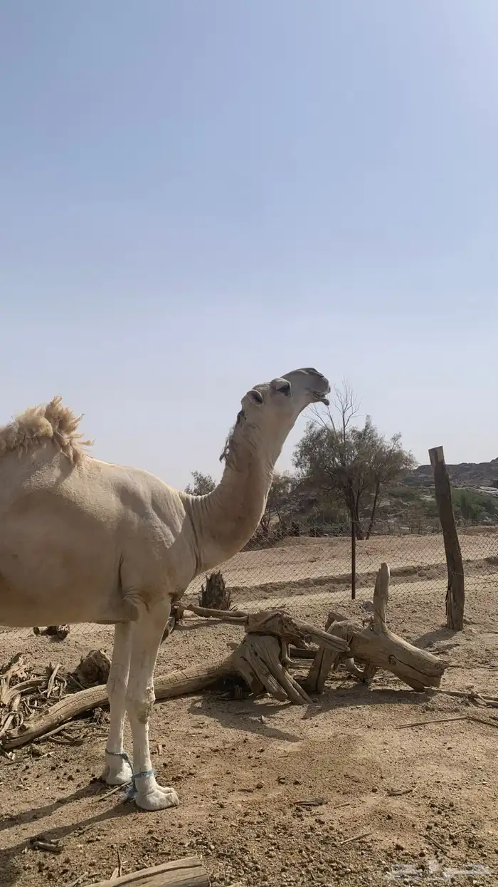 بعير كفو 0