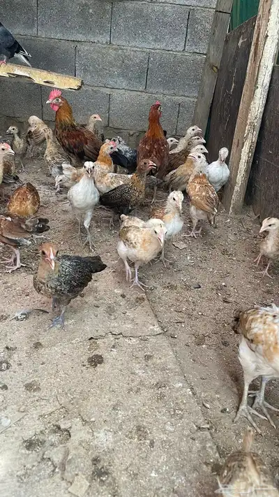 صيصان فروخ دجاج بلدي محصن 100 2
