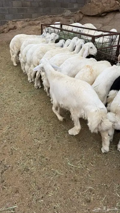 للبيع خرفان مناسبات 3