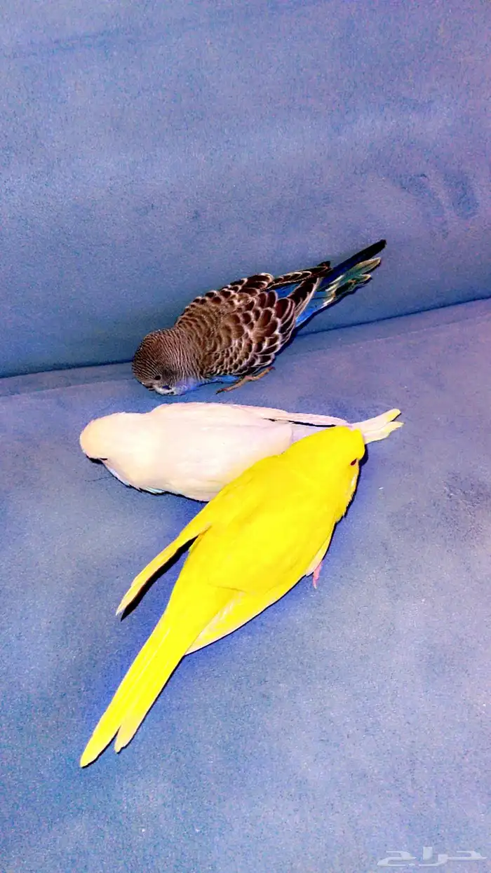 بادجي اليف 1