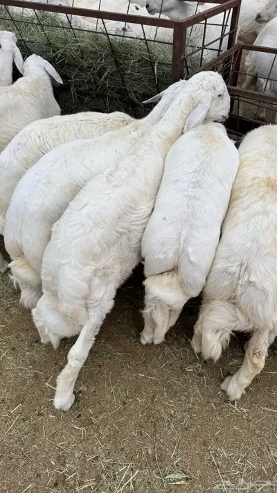للبيع خرفان مناسبات 4