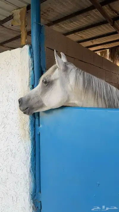 حصان واهو بيور 5