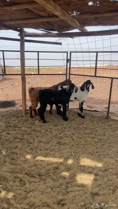 تيوس طيبه 0
