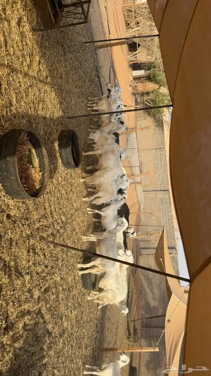 غنم حصيب ودفيع ومقرعه 8