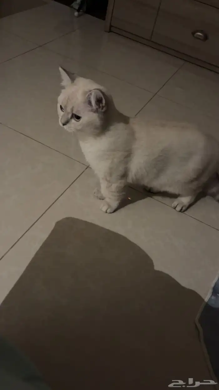 قط ذكر للتزاوج 4