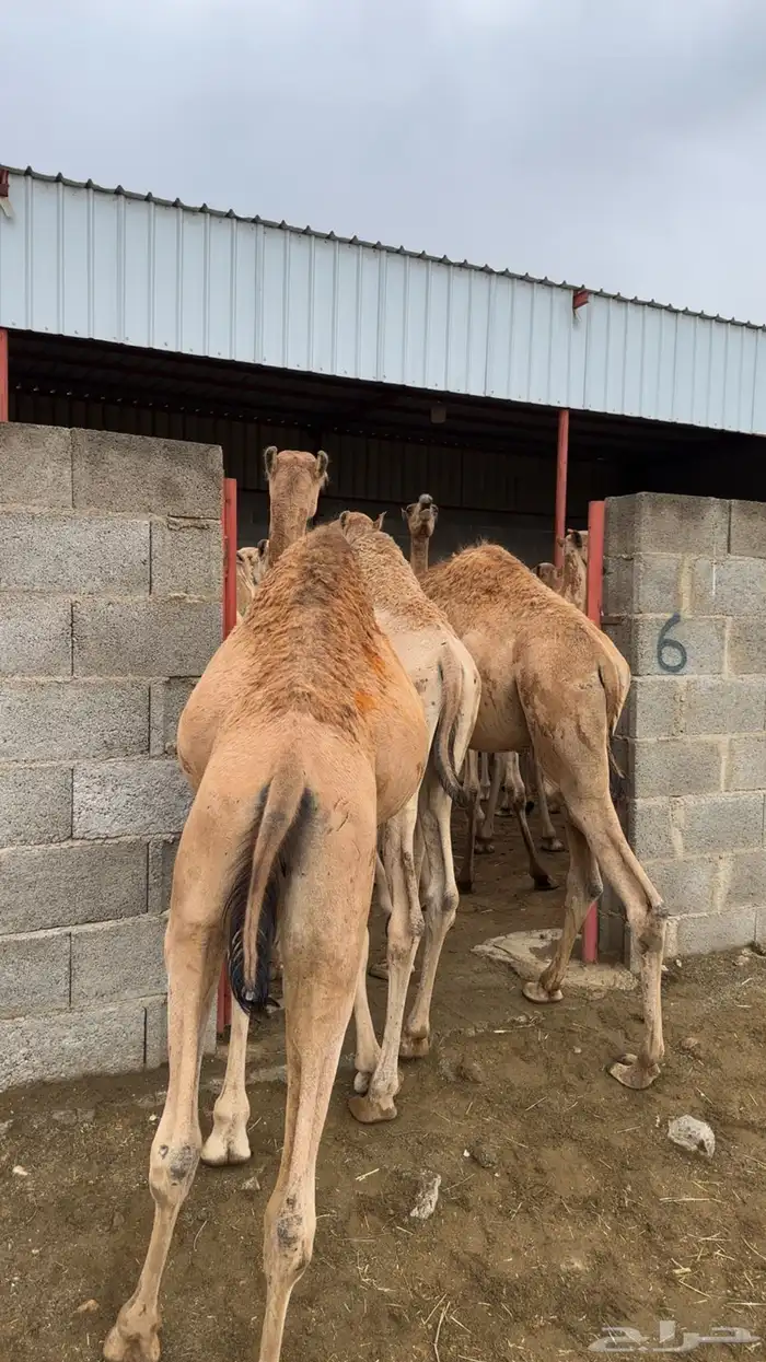 حشوان تربيه لبانيه باسعار منافسه جدا 2