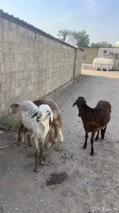 سواكن مرابي جذعان جبرة 1