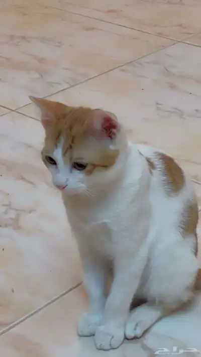 قطط 2