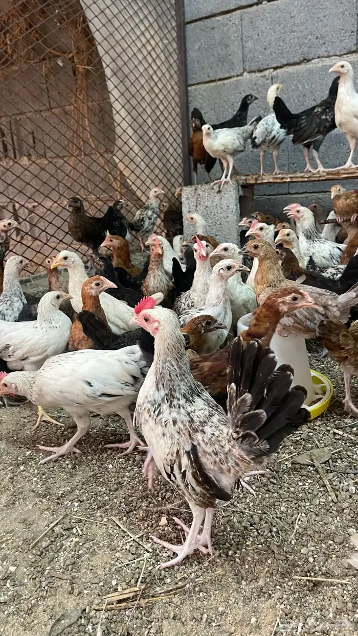 صيصان دجاج العمر 3 اشهر 0