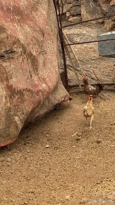 دجاج 1