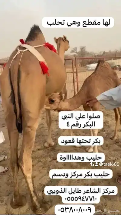 ابل خلفات وفحول 7