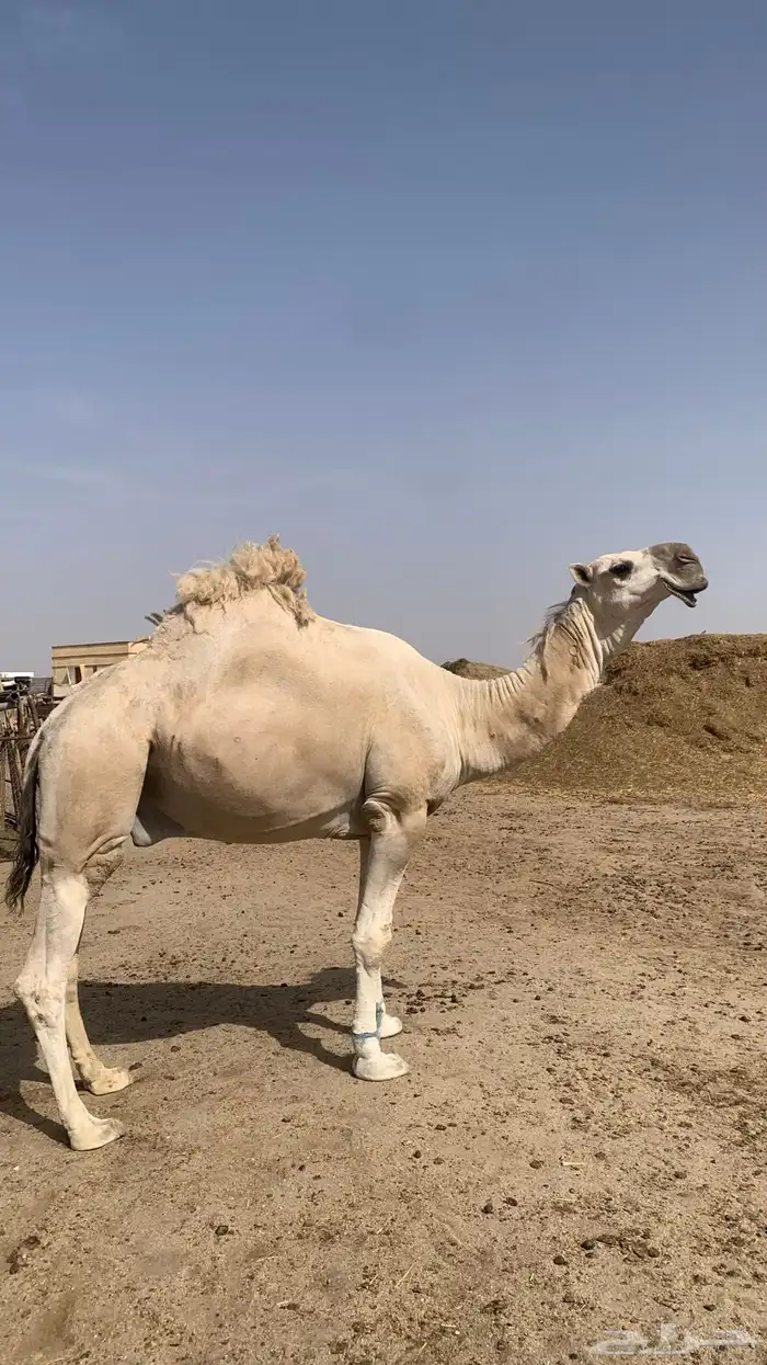بعير كفو 2